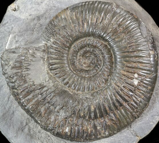 Dactylioceras Ammonite - UK #42625